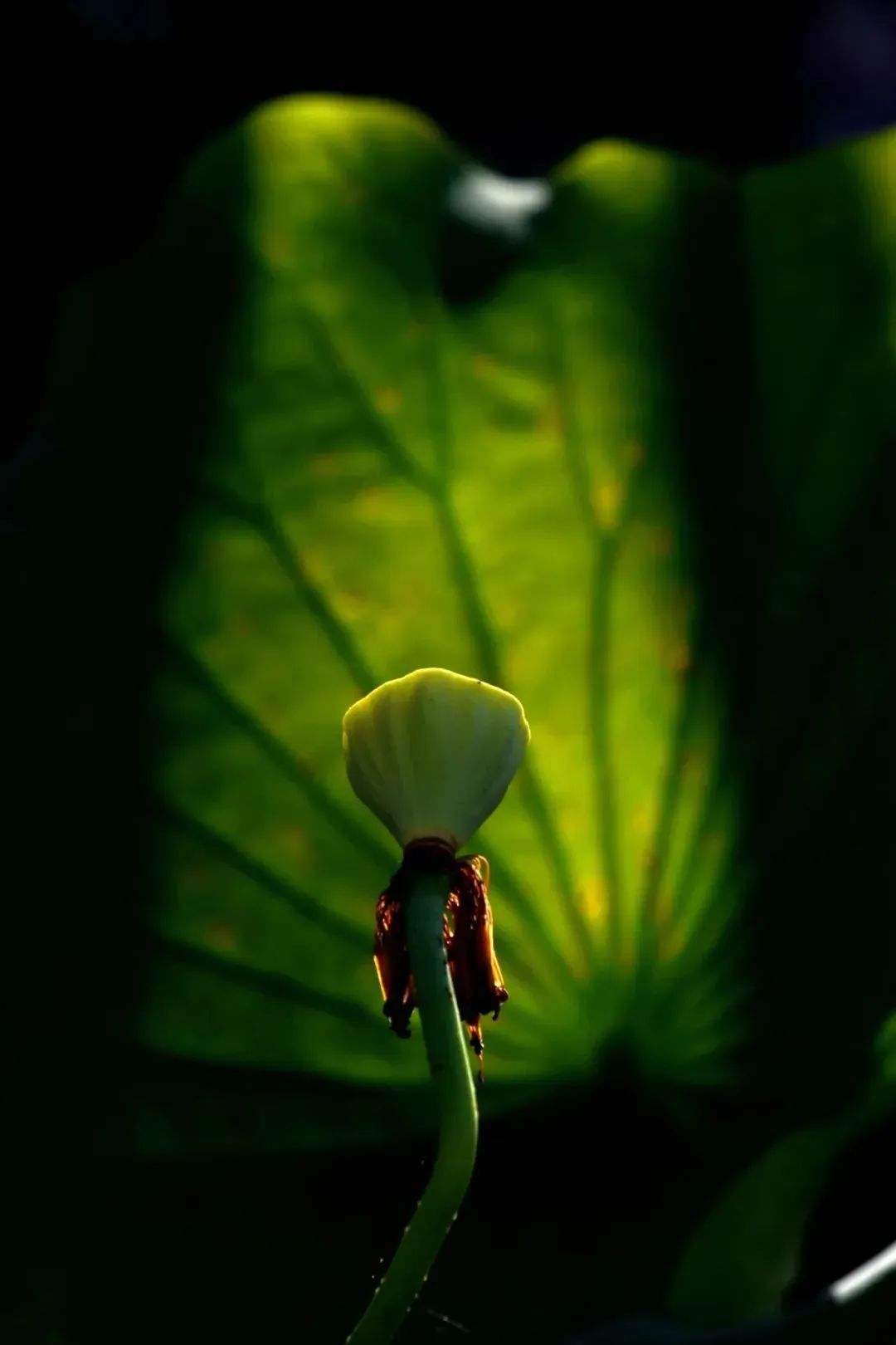 “妈，你的荷花头像换新啦！”-荷花头像高清无水印