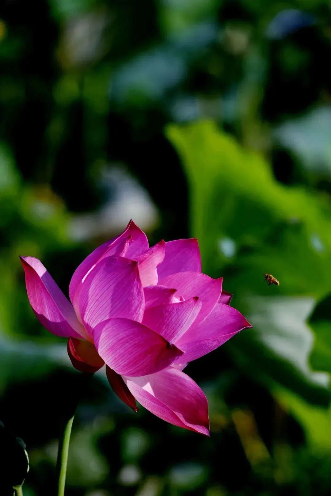 “妈，你的荷花头像换新啦！”-荷花头像高清无水印