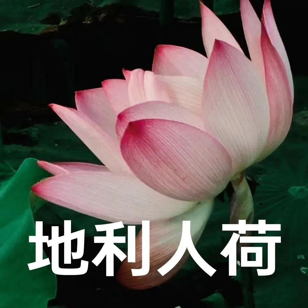 “妈，你的荷花头像换新啦！”-荷花头像高清无水印