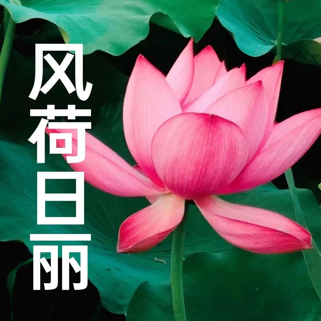 “妈，你的荷花头像换新啦！”-荷花头像高清无水印