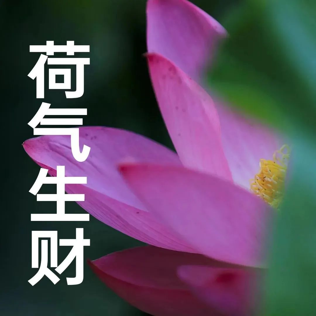 “妈，你的荷花头像换新啦！”-荷花头像高清无水印