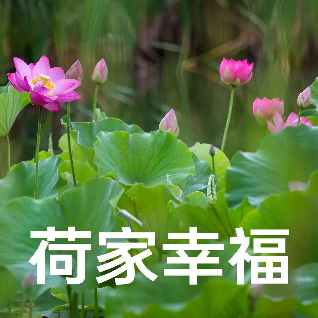 “妈，你的荷花头像换新啦！”-荷花头像高清无水印