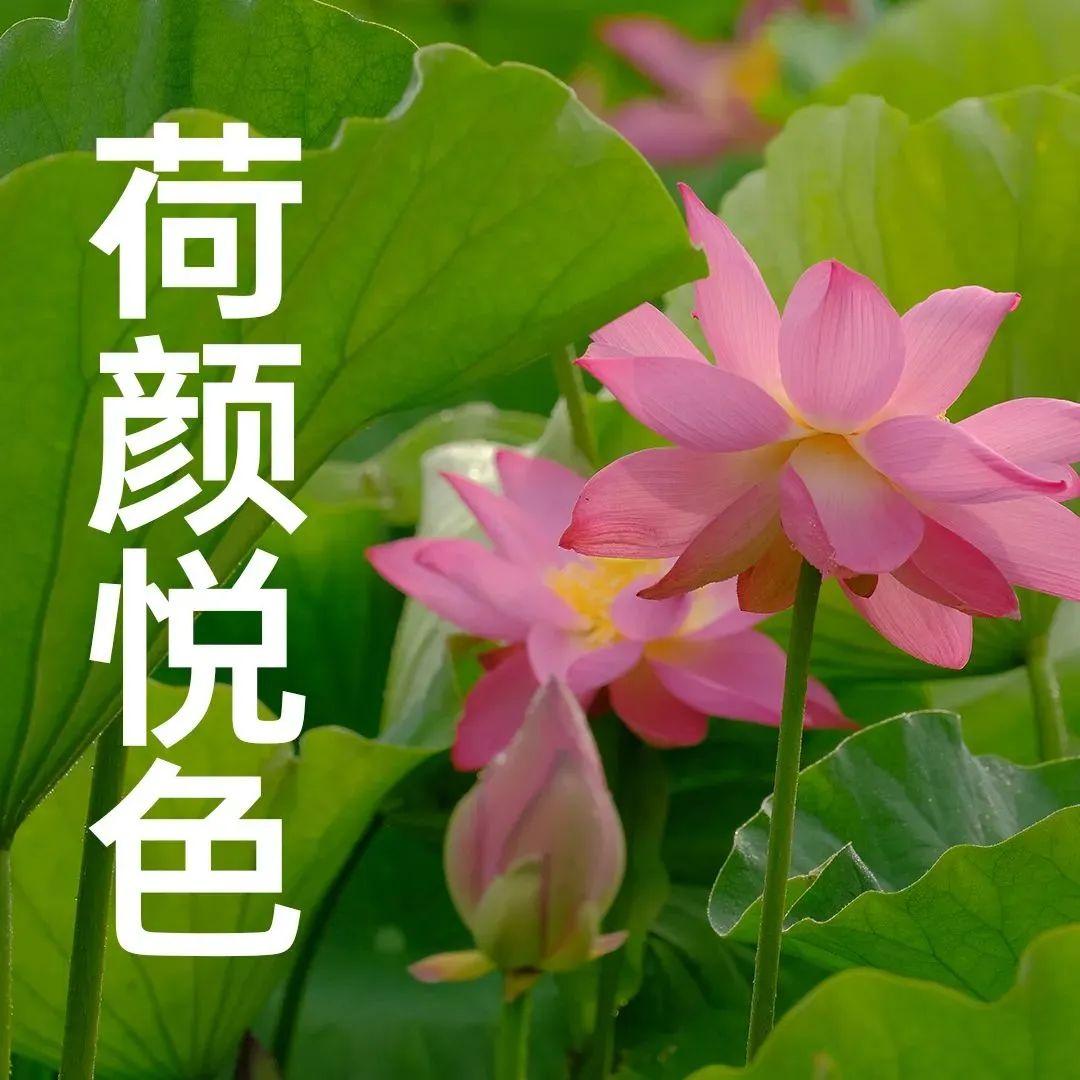 “妈，你的荷花头像换新啦！”-荷花头像高清无水印