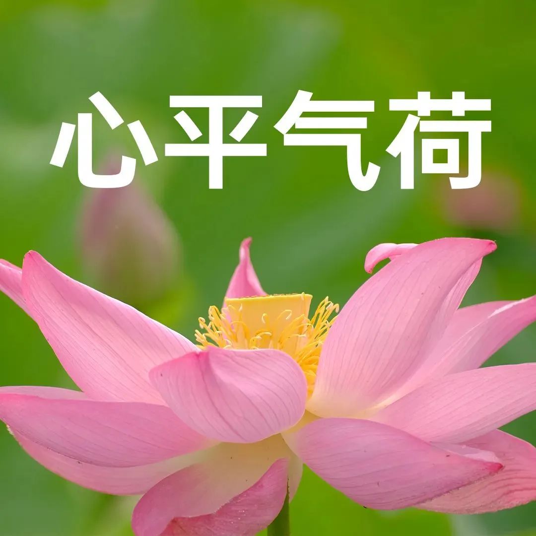 “妈，你的荷花头像换新啦！”-荷花头像高清无水印