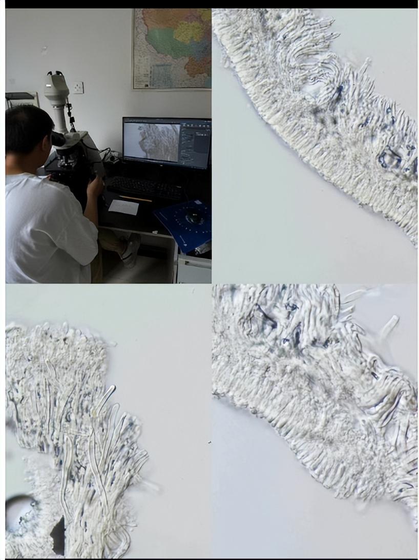 继酒精发霉后，网友晒苹果上长了“果菌王” ！博士解答-苹果放出酒精味了还能吃吗