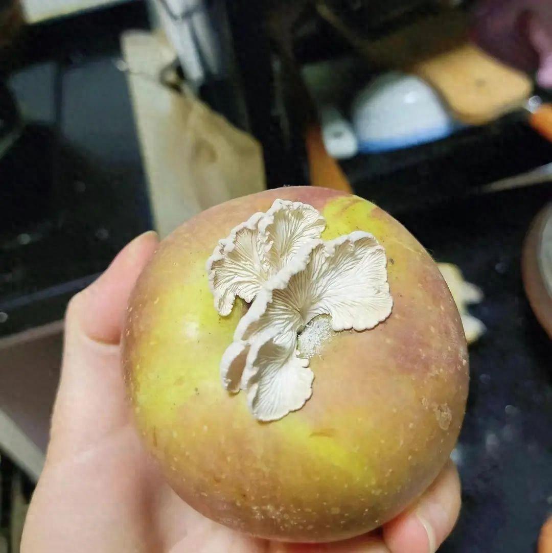 苹果上长蘑菇变“果菌王”，中科院博士：已尝-苹果树下的蘑菇图片