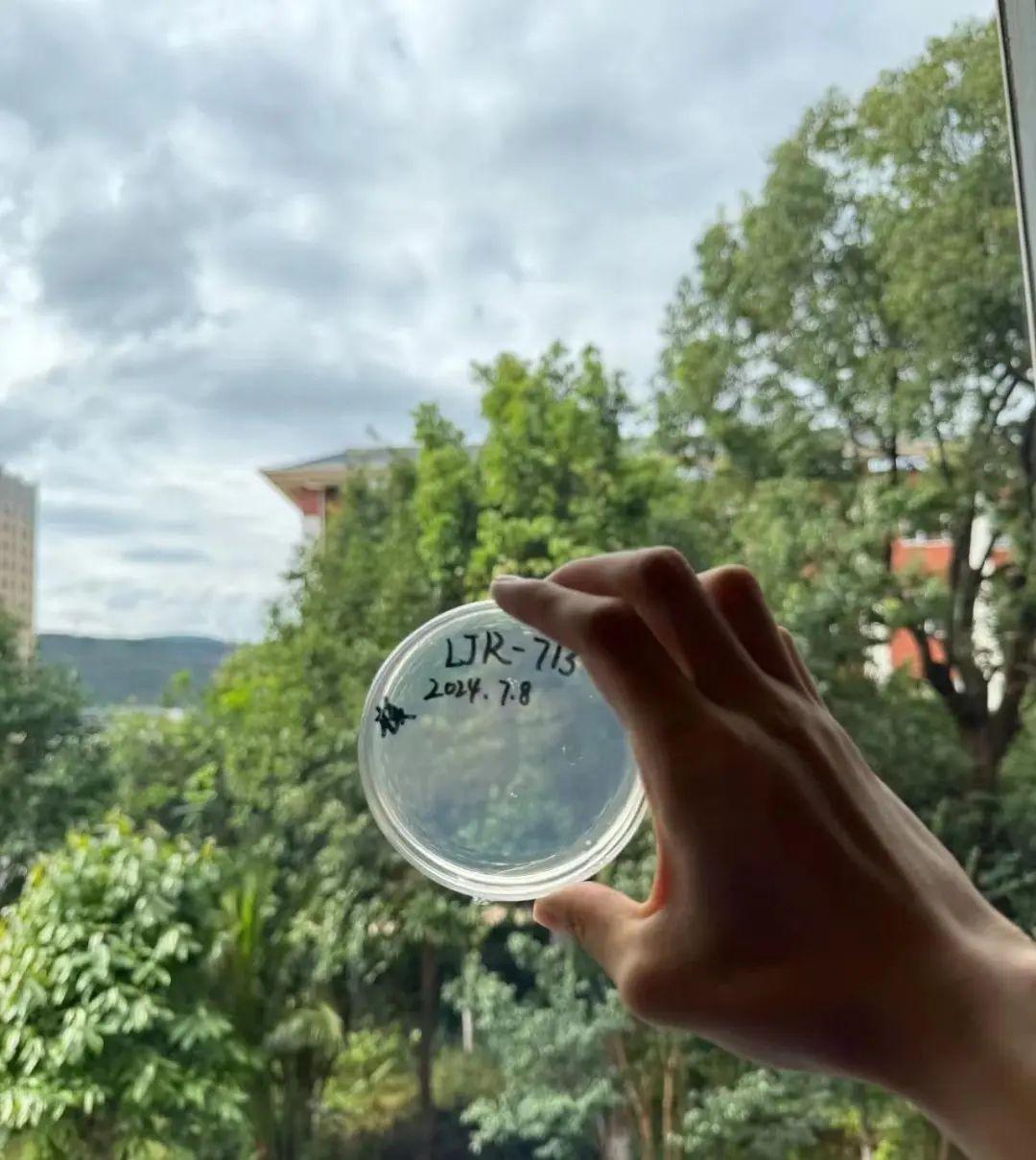 苹果上长蘑菇变“果菌王”，中科院博士：已尝-苹果树下的蘑菇图片