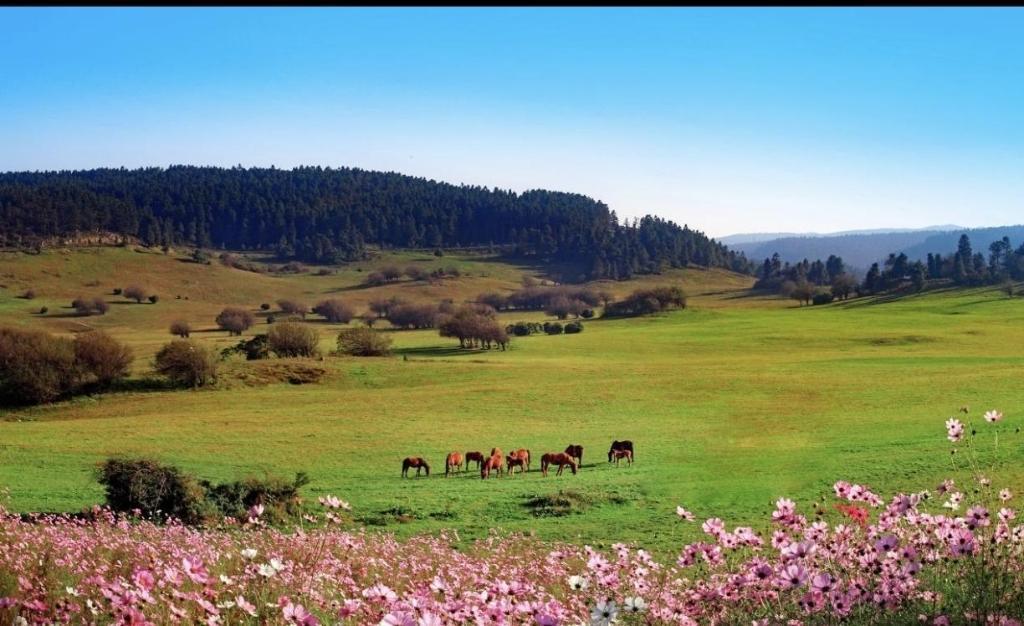 今年暑期最大自驾游活动将于10日在西安启动-自驾游攻略西安