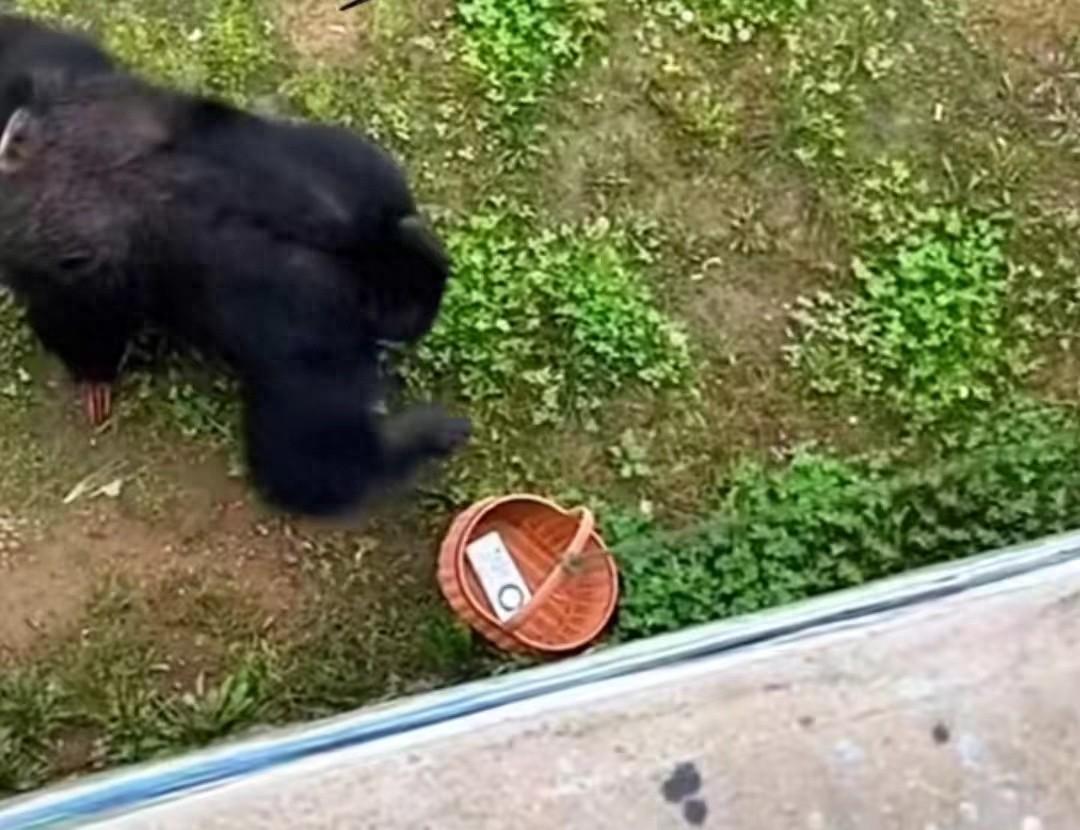 山东一大猩猩帮游客捡手机，动物园：还曾捡过鞋，是园中明星-播放大猩猩视频