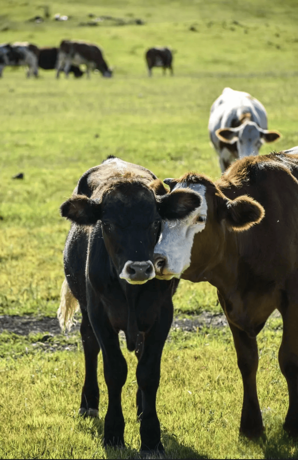 为何人们被内蒙古硬控60秒？-内蒙古7人被通报