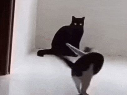 猫研所 ||猫咪在出糗时装作很忙，是为了缓解尴尬吗？-猫咪研究室