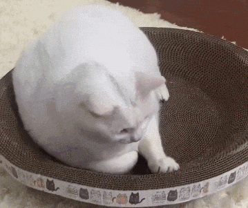 猫研所 ||猫咪在出糗时装作很忙，是为了缓解尴尬吗？-猫咪研究室