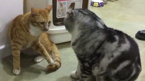 猫研所 ||猫咪在出糗时装作很忙，是为了缓解尴尬吗？-猫咪研究室