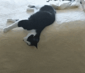 猫研所 ||猫咪在出糗时装作很忙，是为了缓解尴尬吗？-猫咪研究室