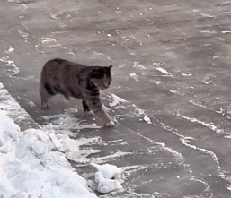 猫研所 ||猫咪在出糗时装作很忙，是为了缓解尴尬吗？-猫咪研究室