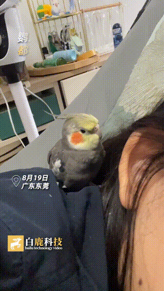 男子偷寺庙20余尊佛像回家供奉被拘，相信能以此改命丨冷兔小报 No.1051-偷佛像当场暴毙