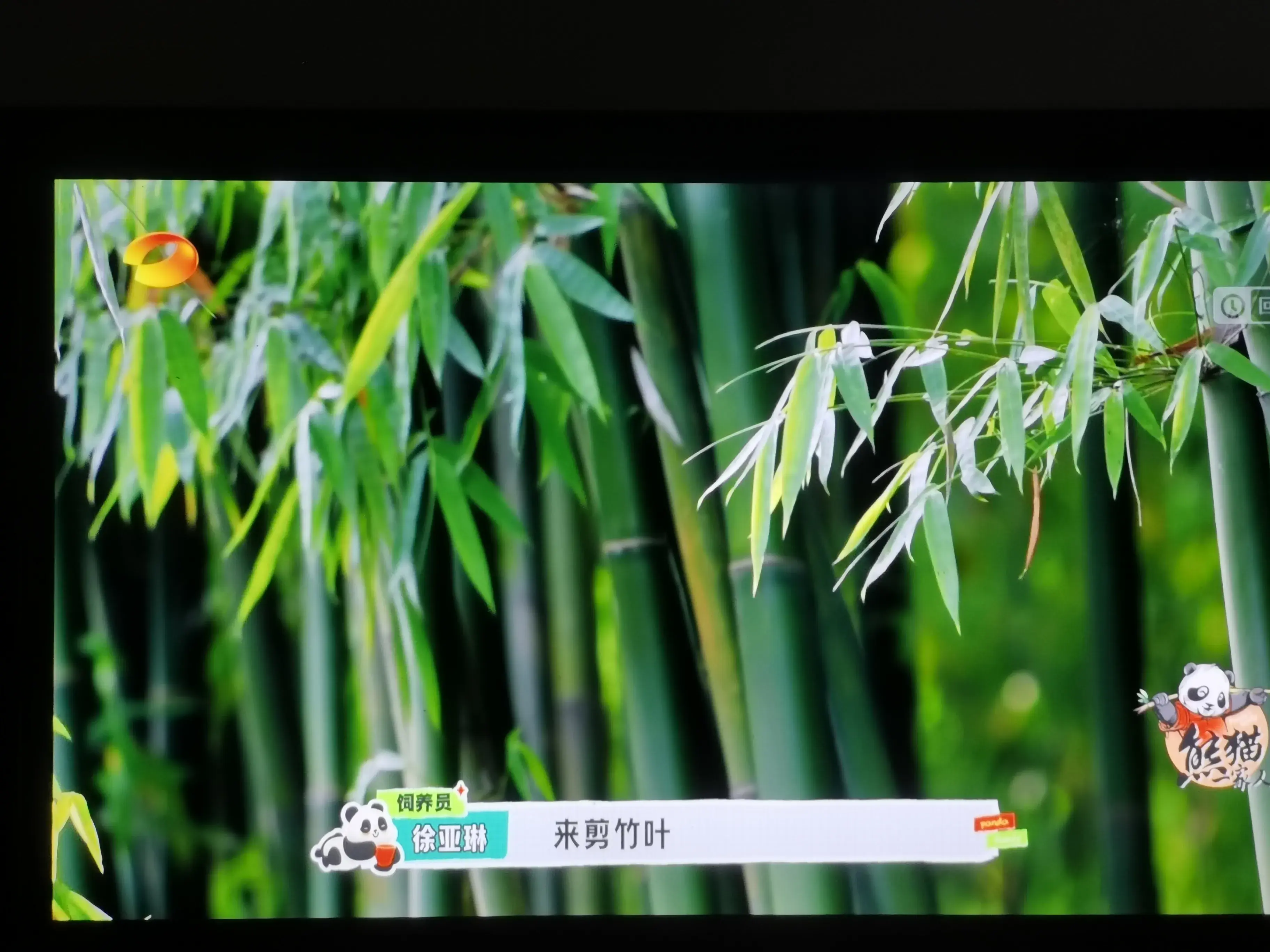 被爱着老去的国宝们-被爱着的人 真好啊