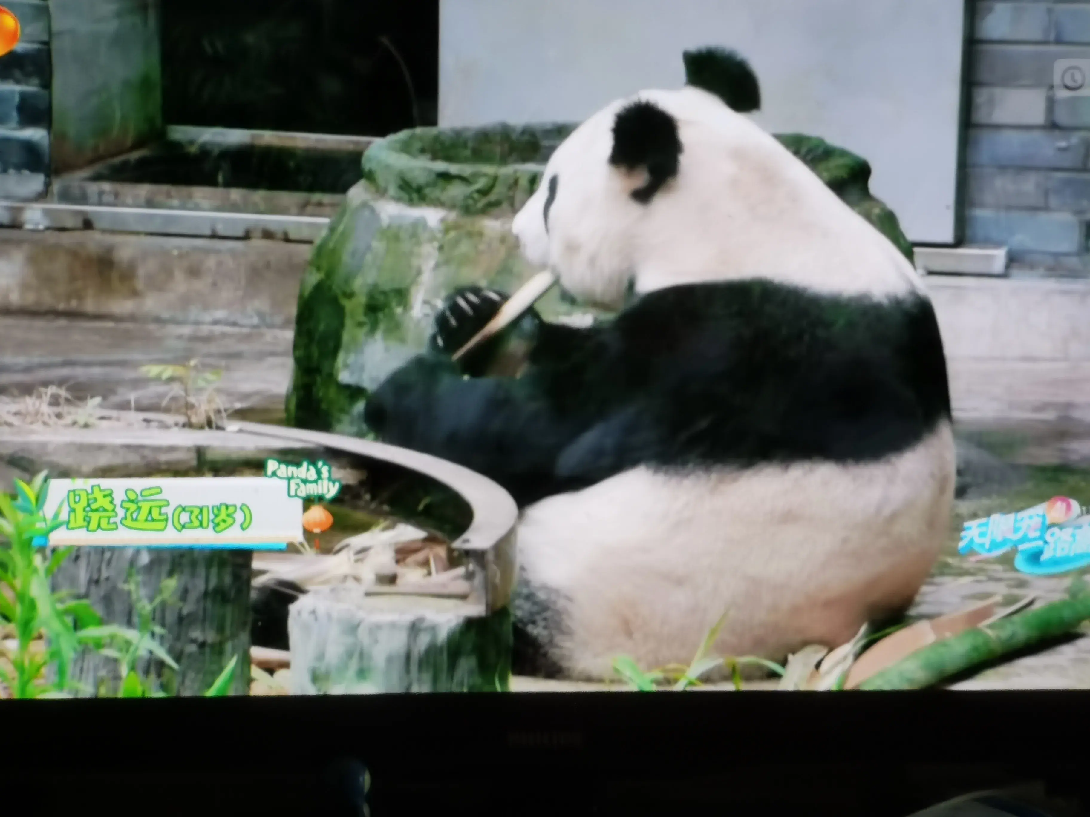 被爱着老去的国宝们-被爱着的人 真好啊