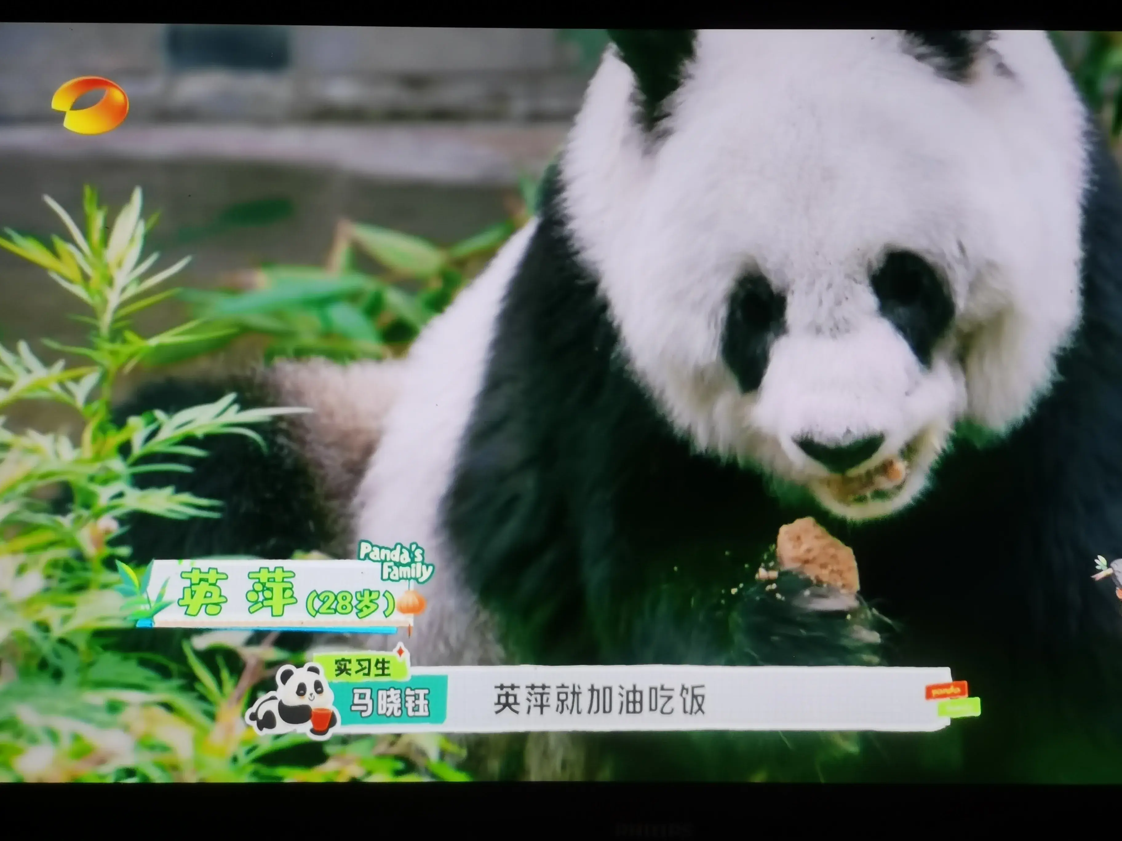 被爱着老去的国宝们-被爱着的人 真好啊