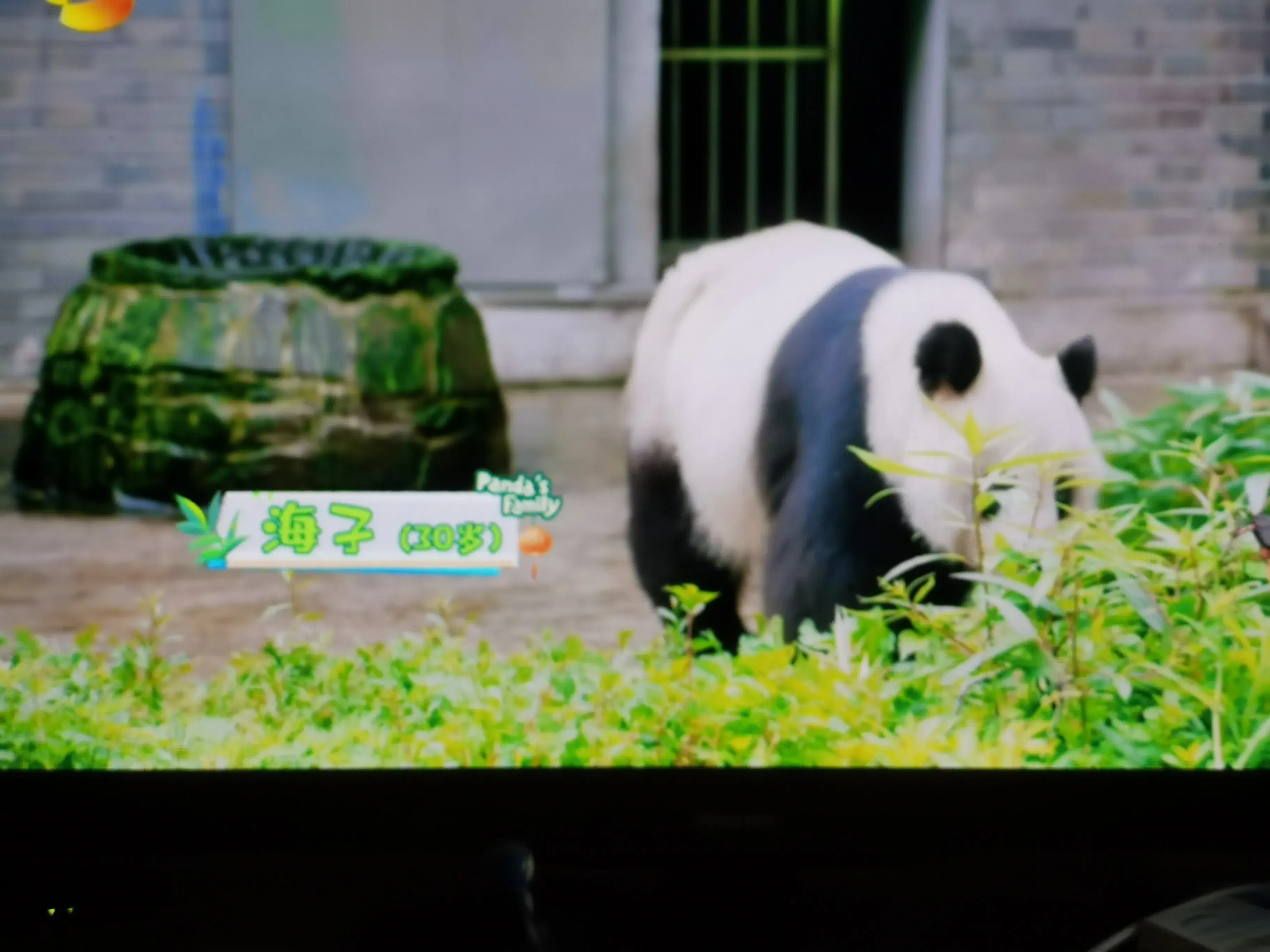 被爱着老去的国宝们-被爱着的人 真好啊