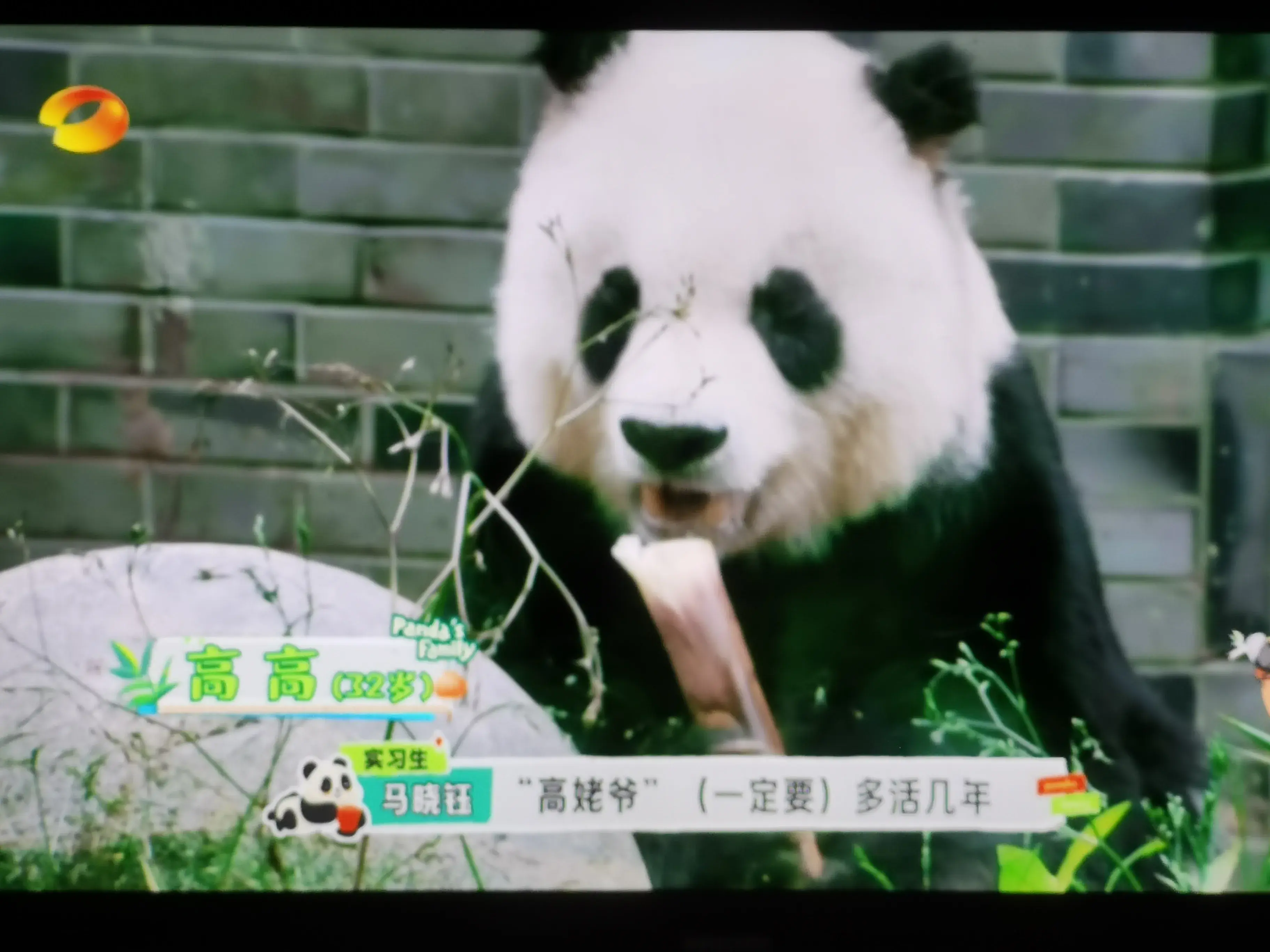 被爱着老去的国宝们-被爱着的人 真好啊