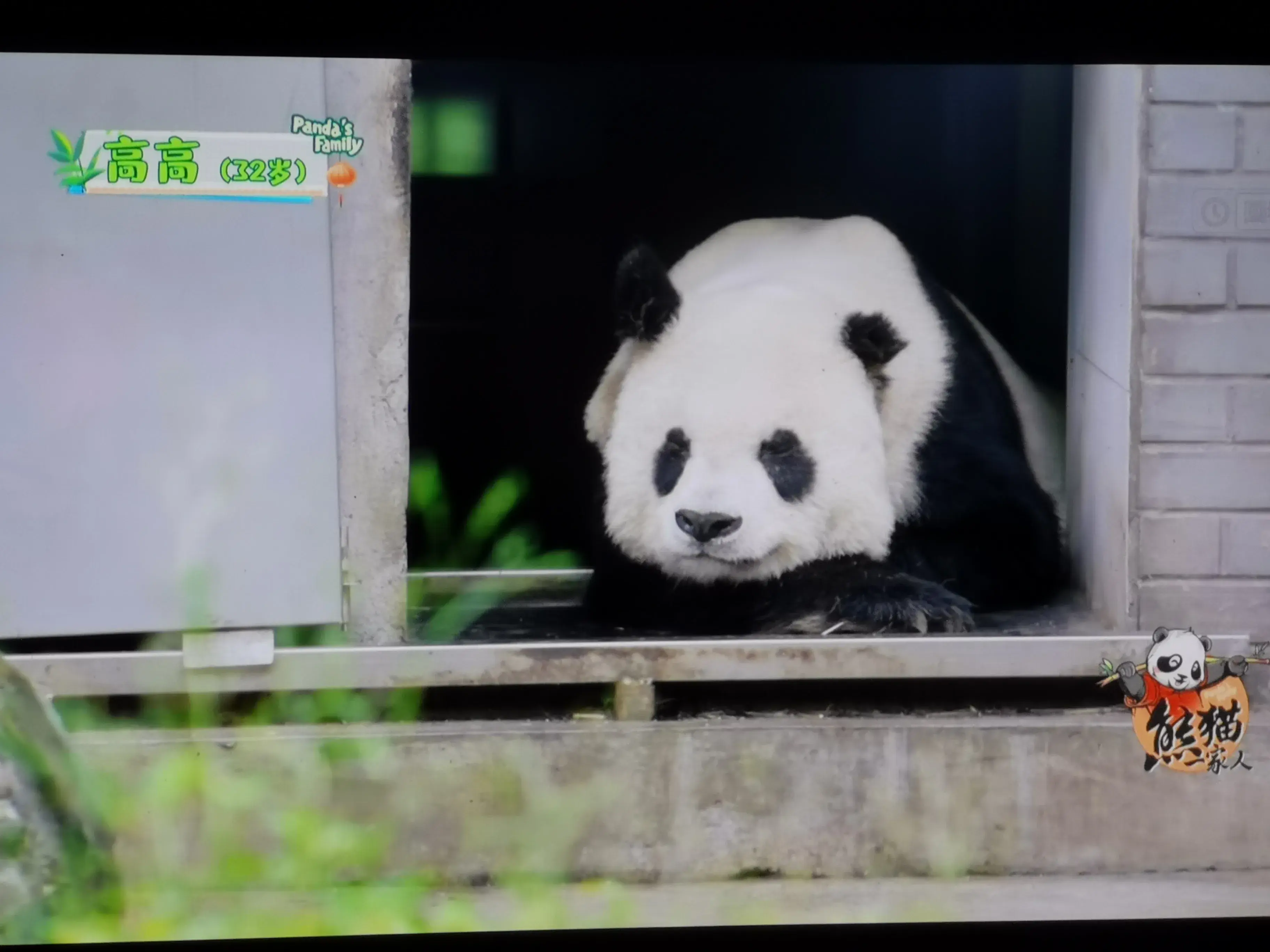 被爱着老去的国宝们-被爱着的人 真好啊