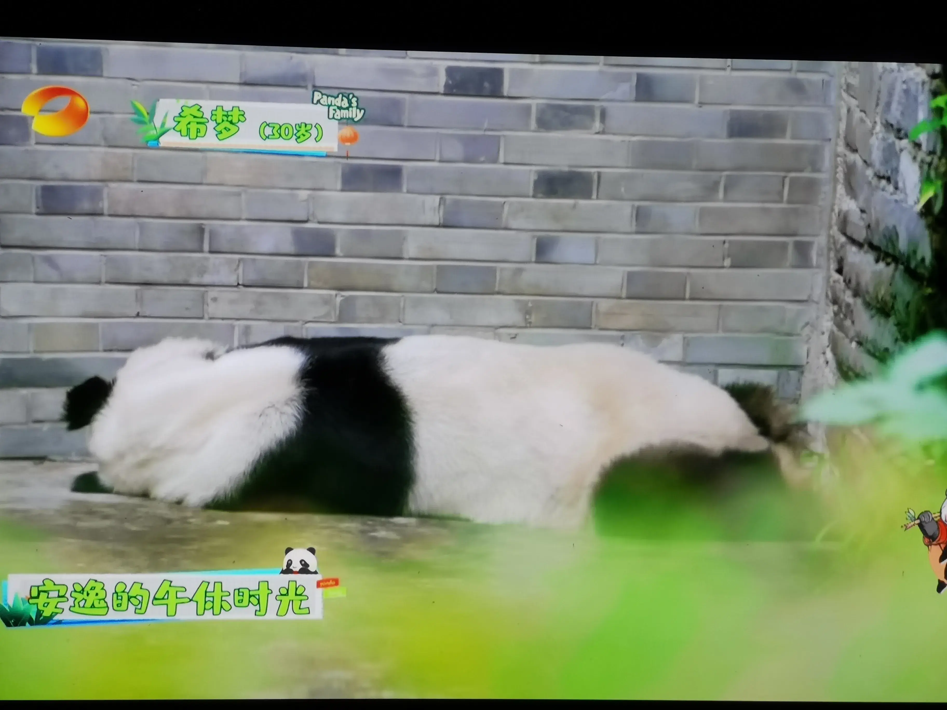 被爱着老去的国宝们-被爱着的人 真好啊