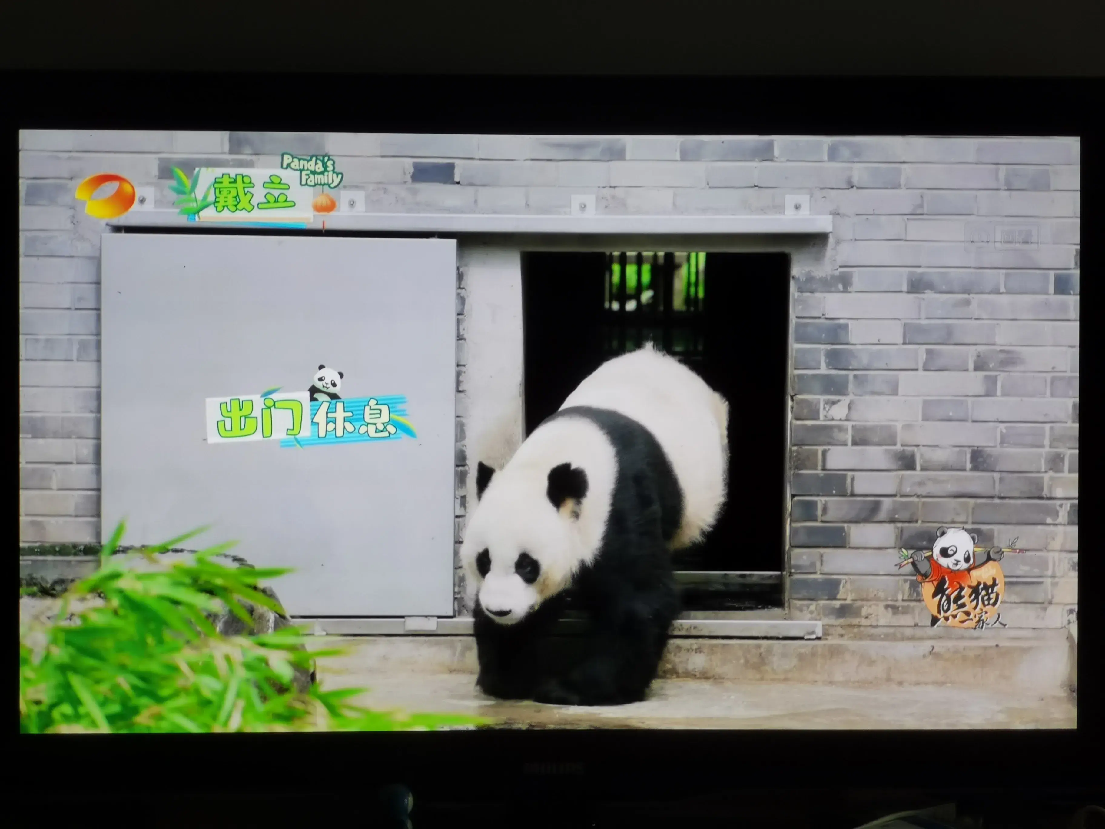 被爱着老去的国宝们-被爱着的人 真好啊