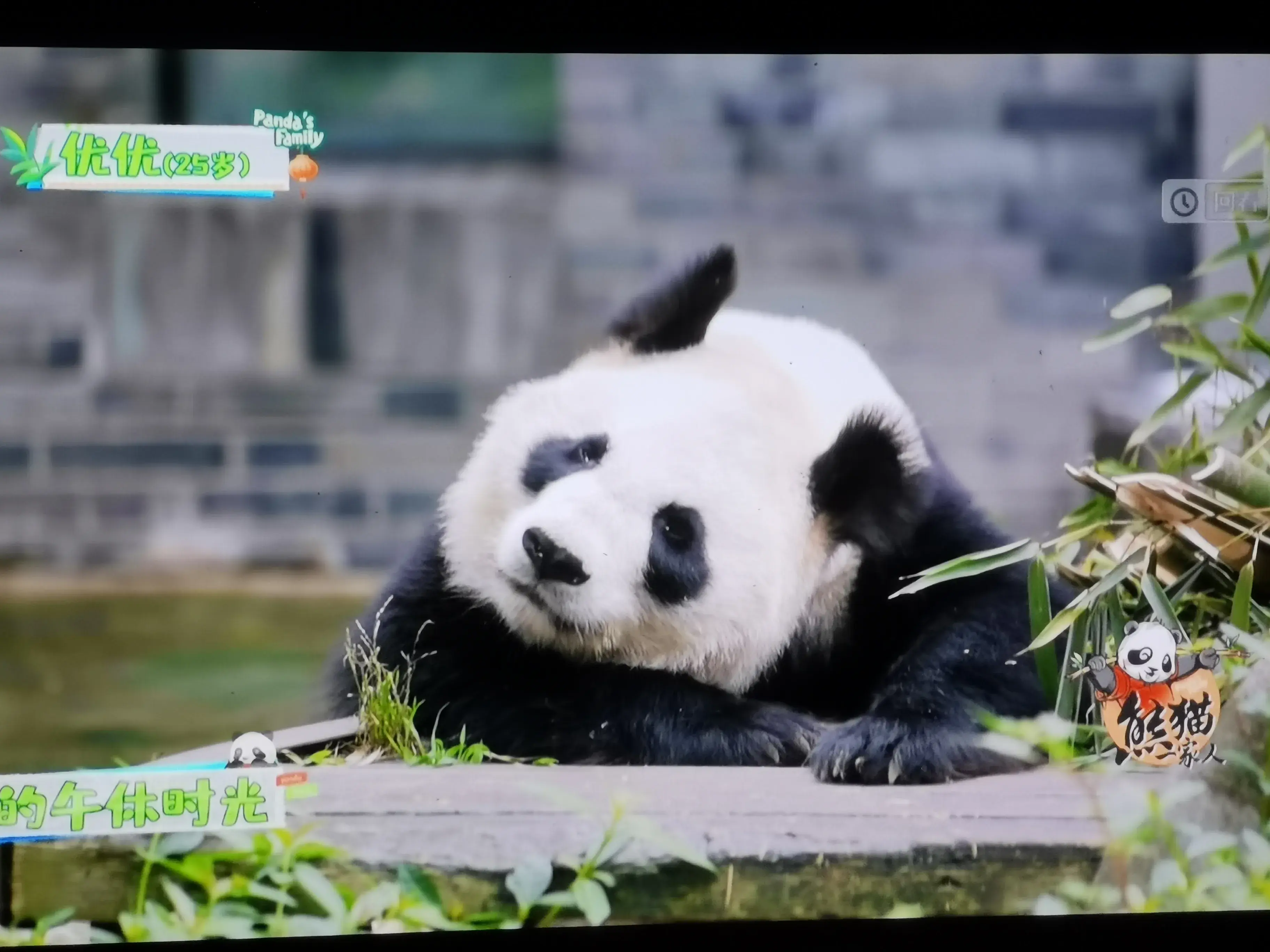 被爱着老去的国宝们-被爱着的人 真好啊