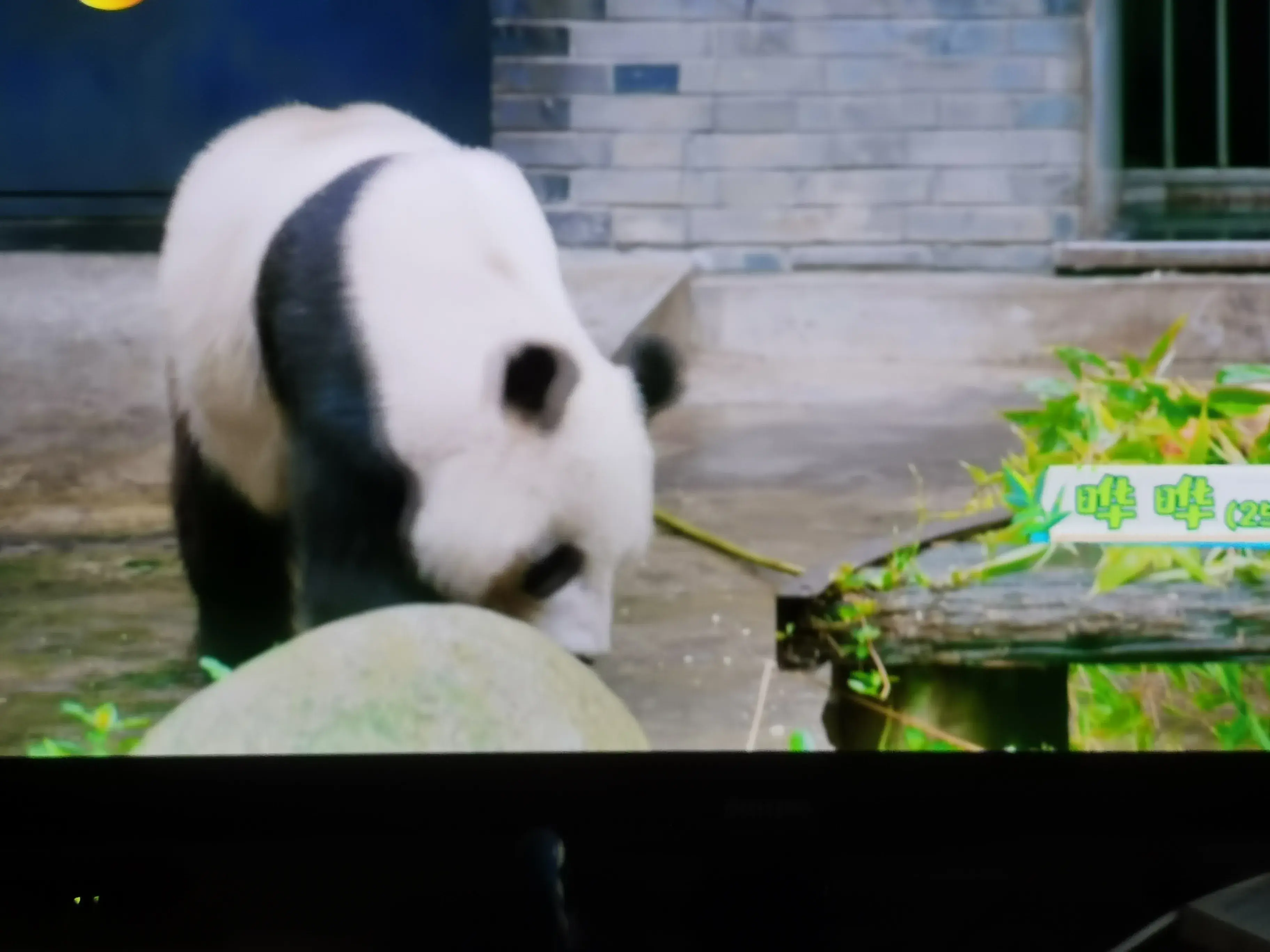 被爱着老去的国宝们-被爱着的人 真好啊