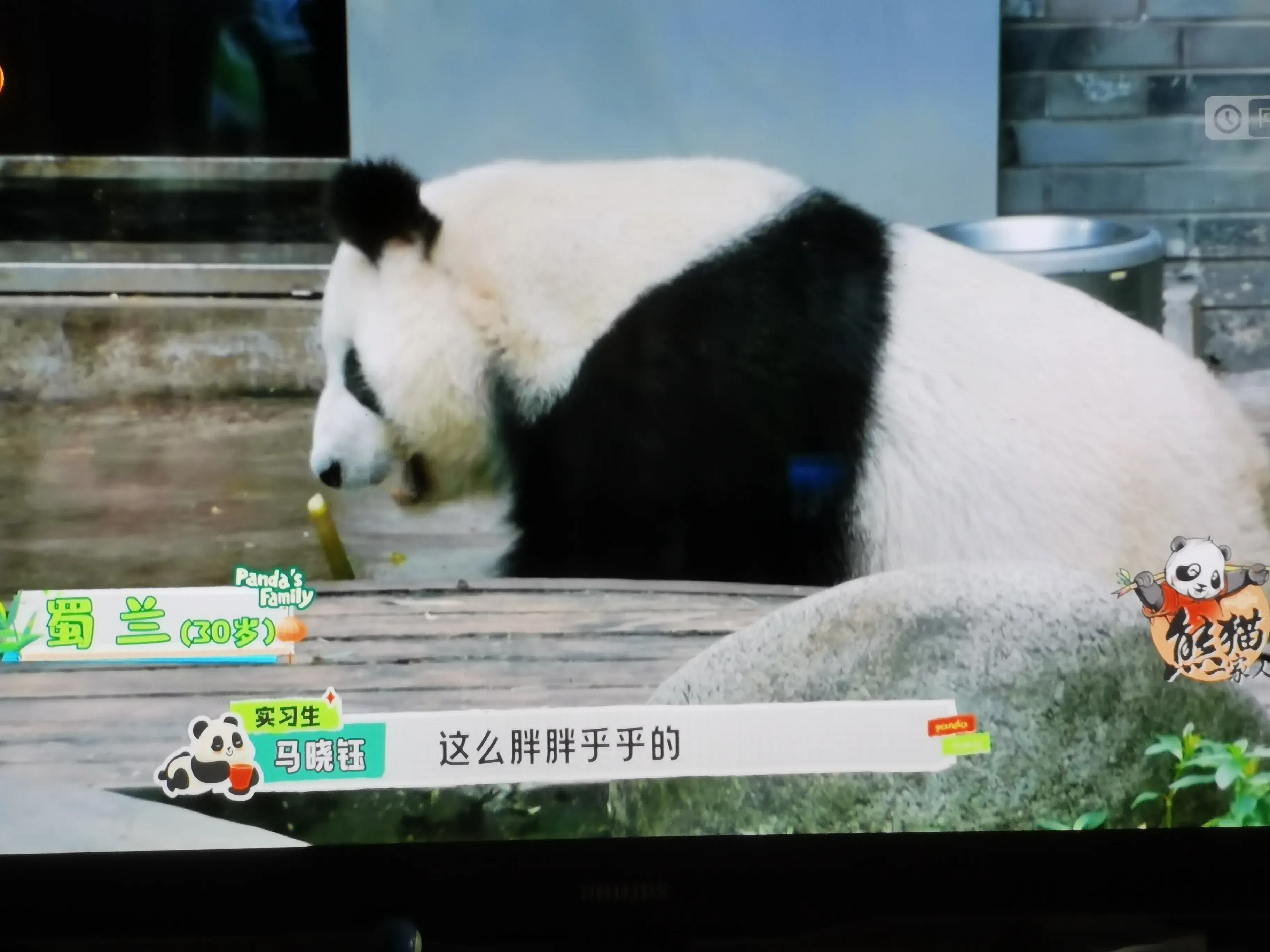 被爱着老去的国宝们-被爱着的人 真好啊