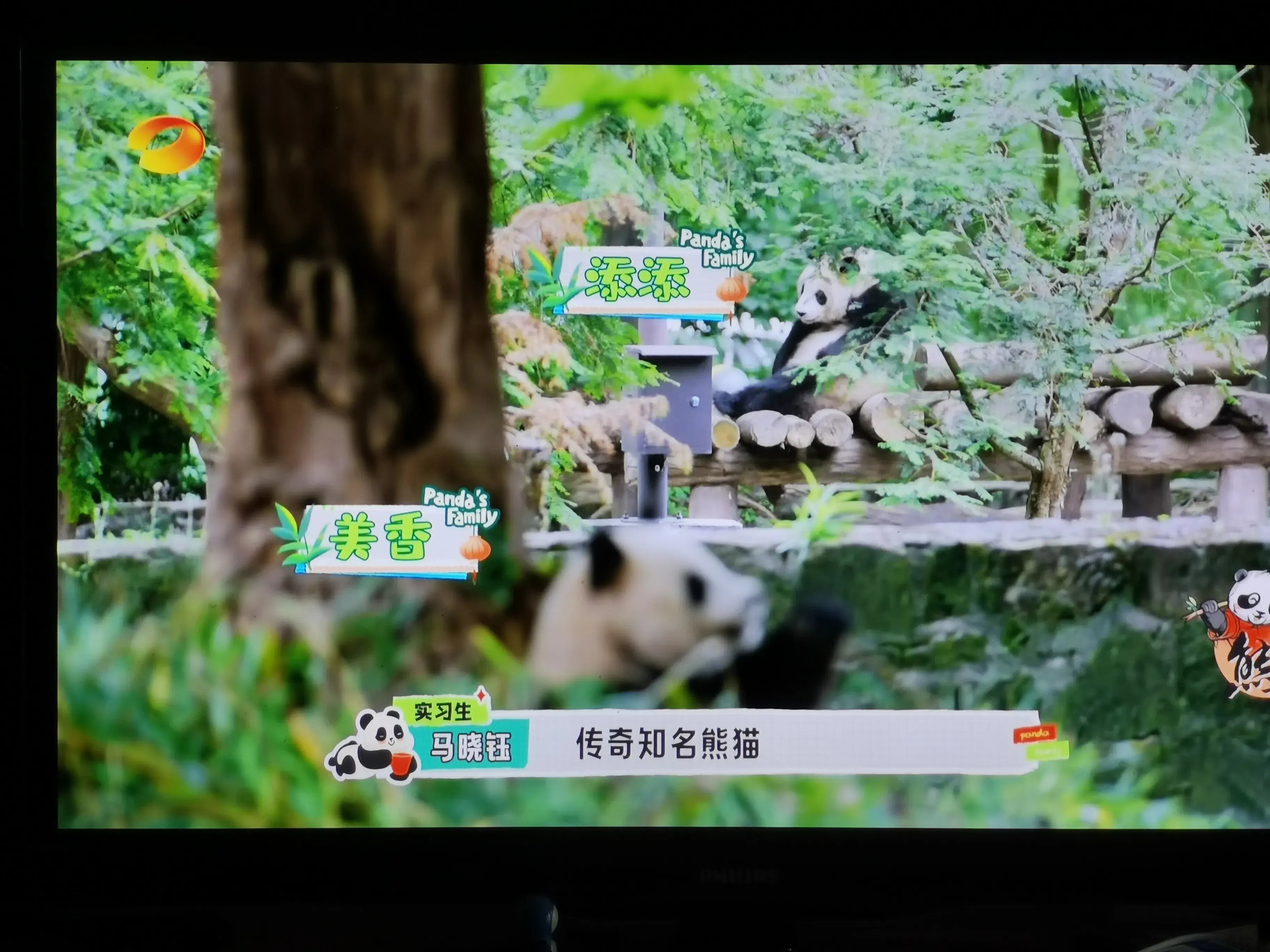 被爱着老去的国宝们-被爱着的人 真好啊