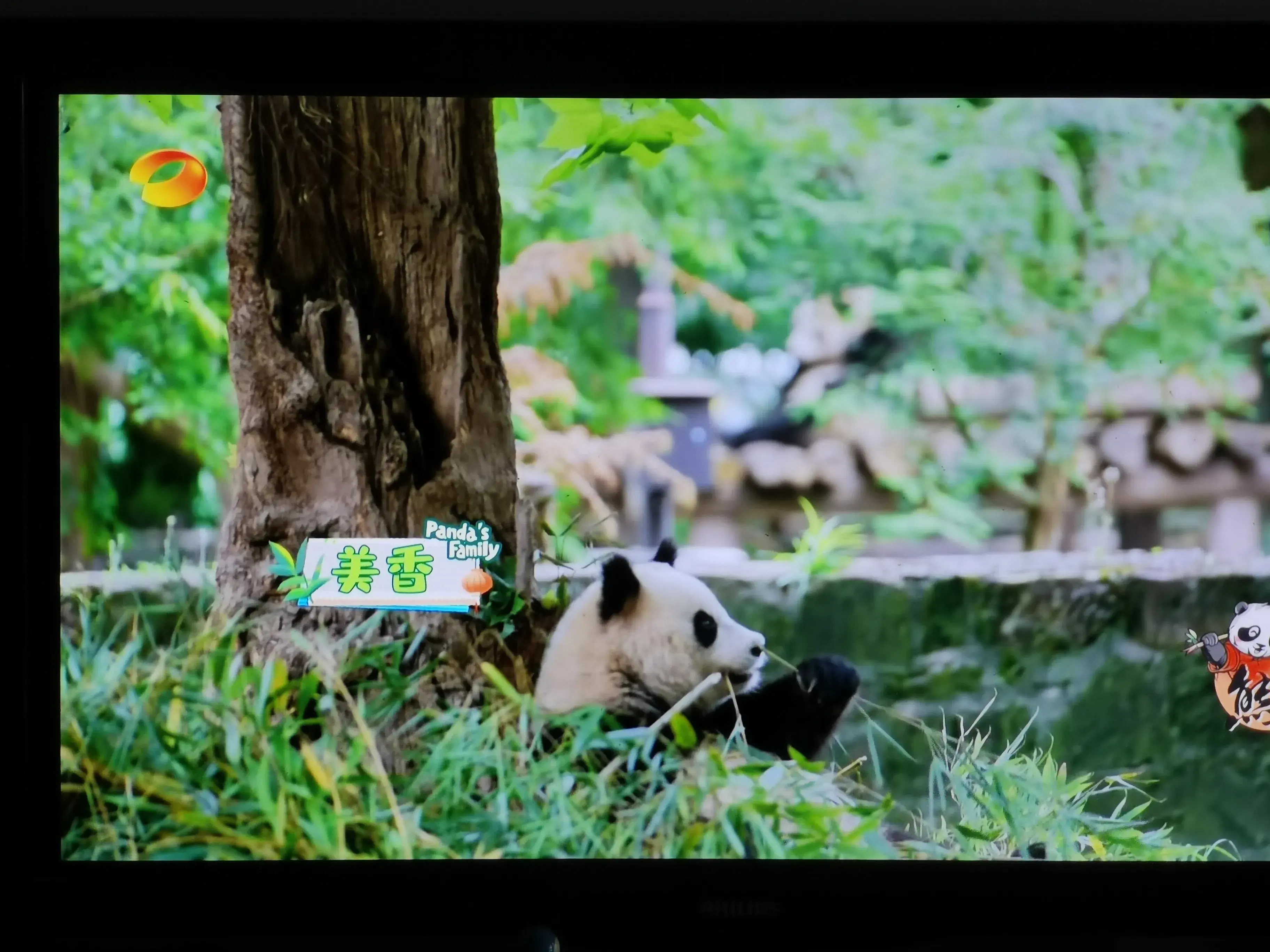 被爱着老去的国宝们-被爱着的人 真好啊