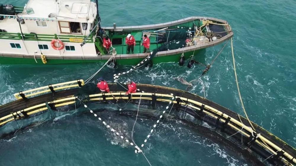 我国首个“海上风电+海洋牧场”示范区收鱼！开创世界深远海抗台风养殖先河-海上风电加海洋牧场