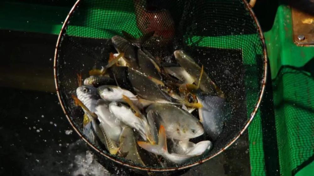 我国首个“海上风电+海洋牧场”示范区收鱼！开创世界深远海抗台风养殖先河-海上风电加海洋牧场