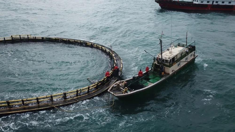 我国首个“海上风电+海洋牧场”示范区收鱼！开创世界深远海抗台风养殖先河-海上风电加海洋牧场