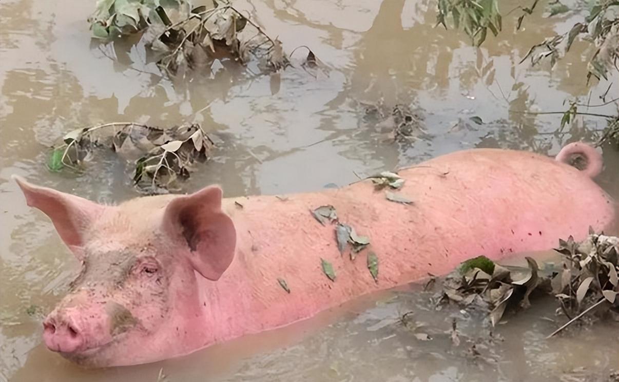 警惕！越南洪水冲进广西！其非瘟已感染超生猪200万头！-2020越南洪灾
