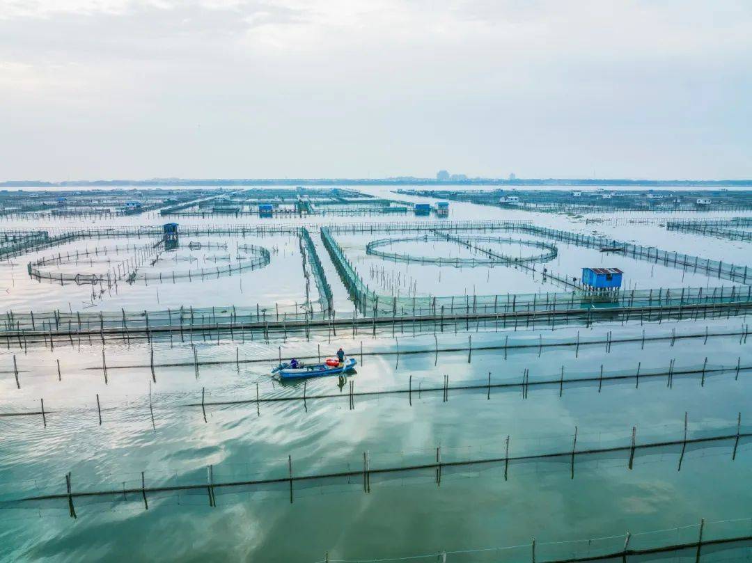 阳澄湖大闸蟹开捕啦！-阳澄湖大闸蟹开捕节2021