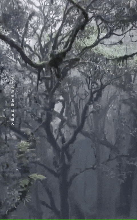 想你的风吹到了哀牢山？擅闯最高罚5000！-风吹时想你