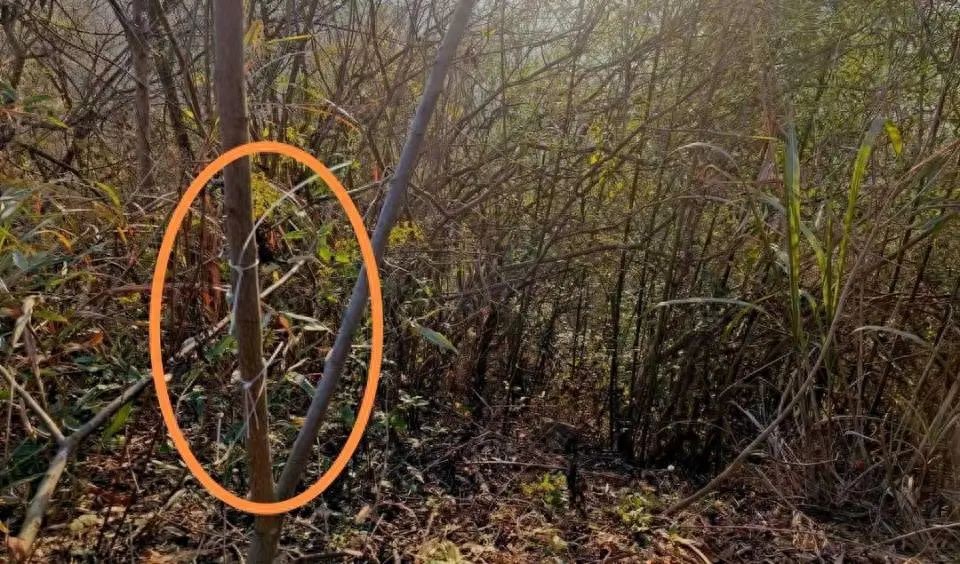 湖北黄石一教师遭捕兽电网击中身亡，家属：五年至少三人被电击致死-密码锁没改怎么打不开了